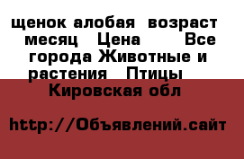 щенок алобая .возраст 1 месяц › Цена ­ 7 - Все города Животные и растения » Птицы   . Кировская обл.